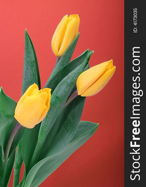 Yellow tulips isolated on magenta background