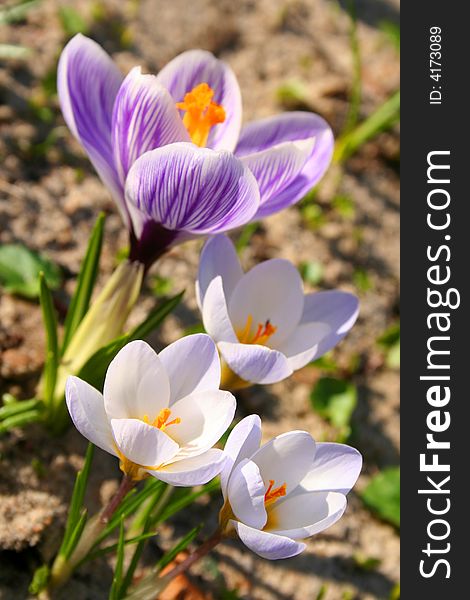 Close-up of spring flowers coming up