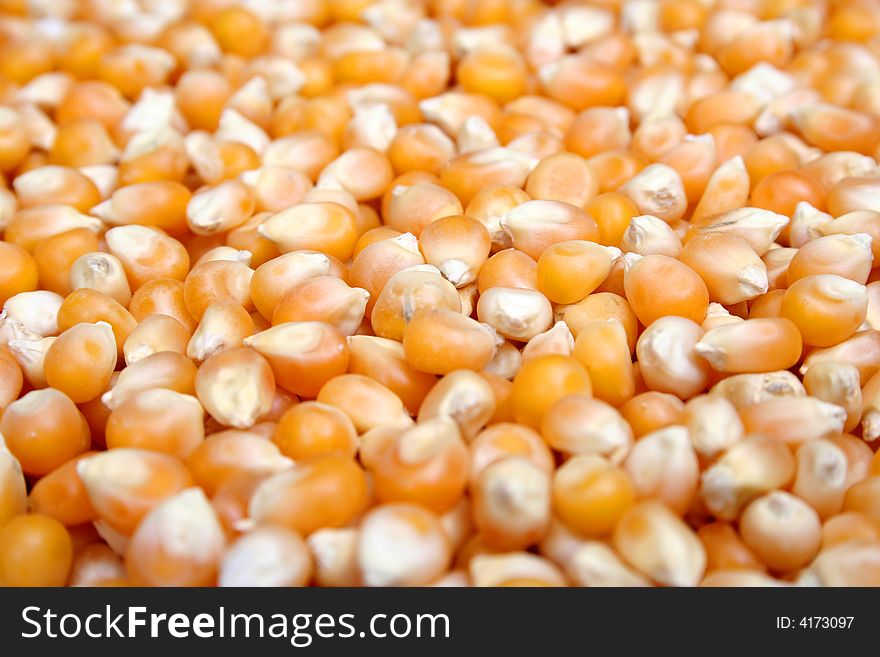 Full frame color photograph of yellow popcorn kernels