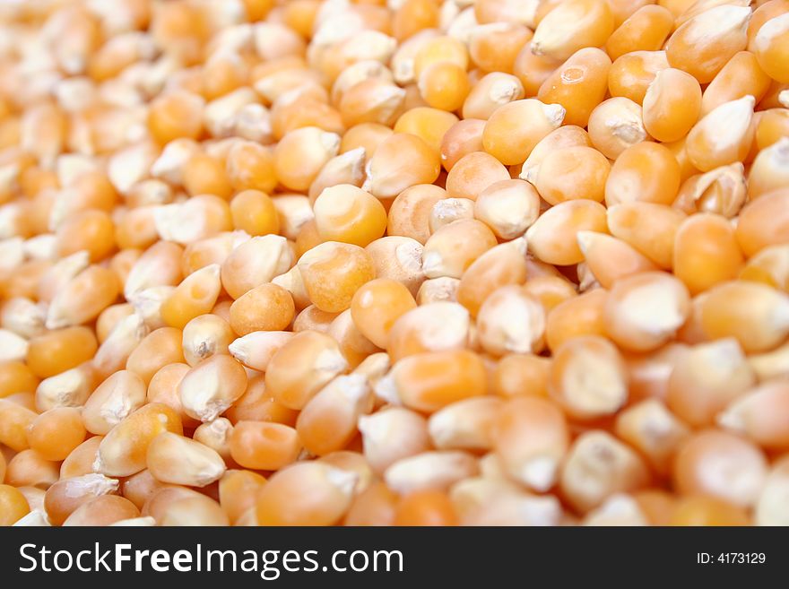 Full frame color photograph of yellow popcorn kernels
