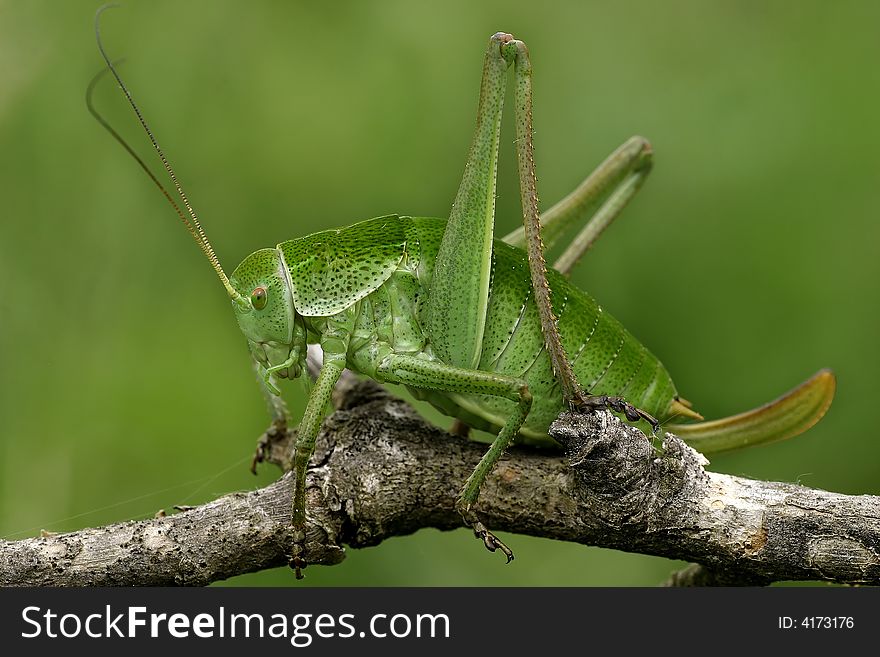 Giant green grasshopper on twig.