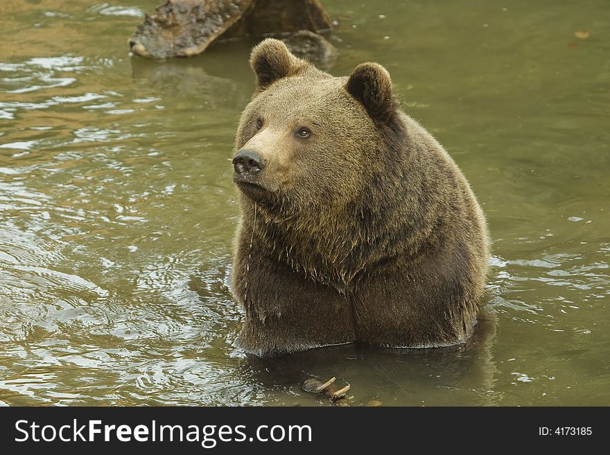 Brown bear taking bath in river.