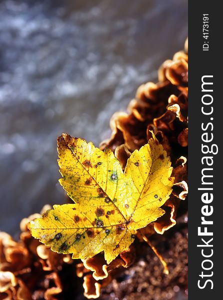 Yellow autumn leaf with water at the background