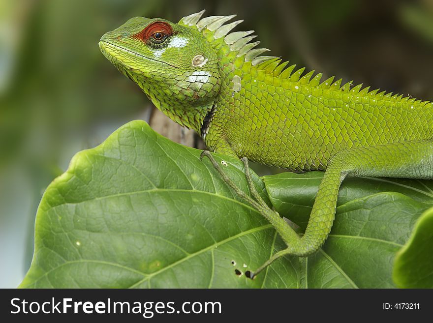 Green garden lizard (Calotes calotes), Srilanka. Green garden lizard (Calotes calotes), Srilanka.