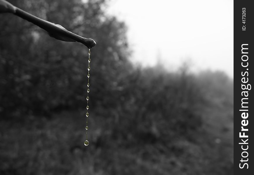 Hanging down drops, morning dew,reflection