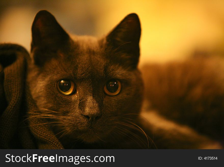 A pretty black cat looking at the camera