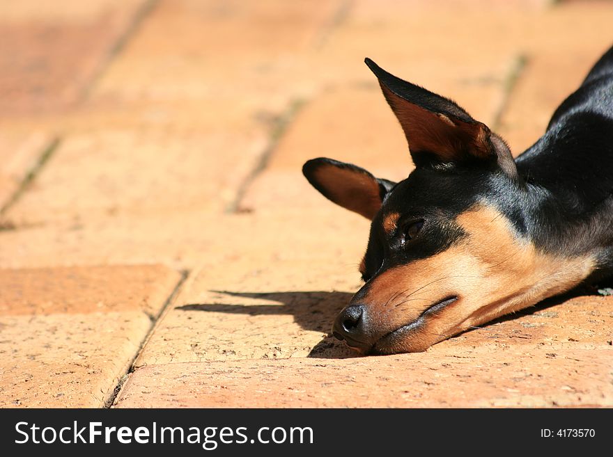 A close-up of a sleepy puppy just resting in the sun