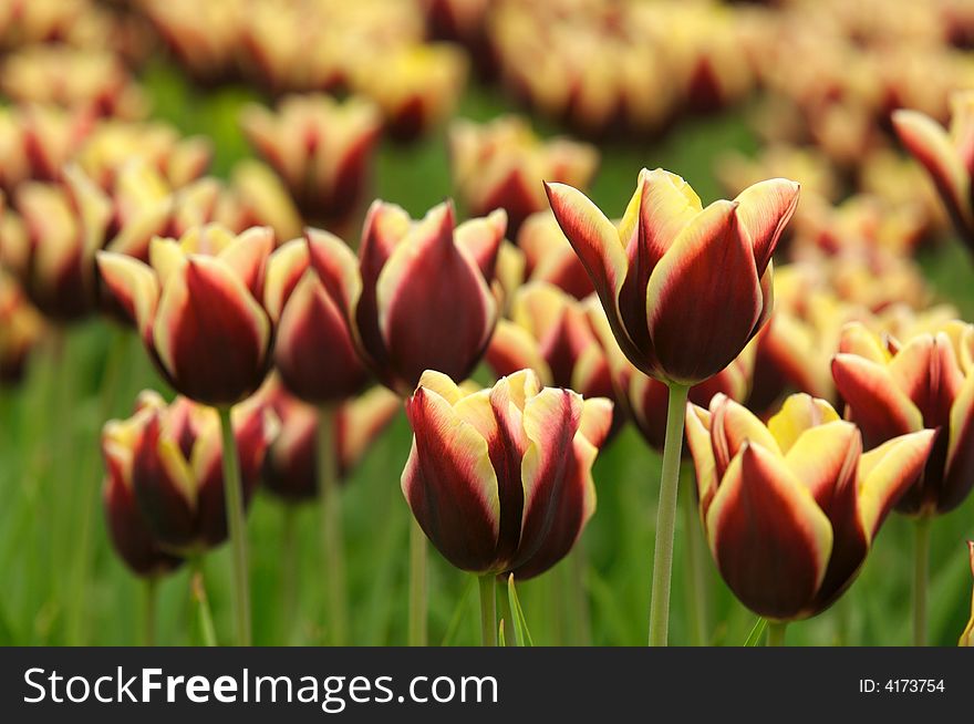 Tulips field