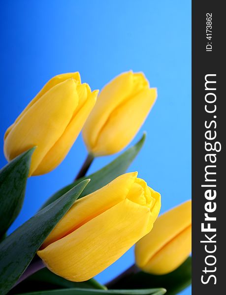 Yellow tulips isolated on blue background