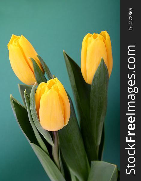 Yellow Tulips Isolated