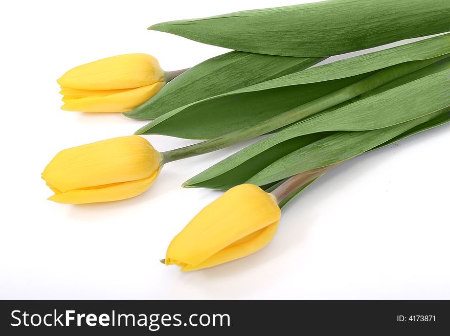 Yellow tulips isolated on white background