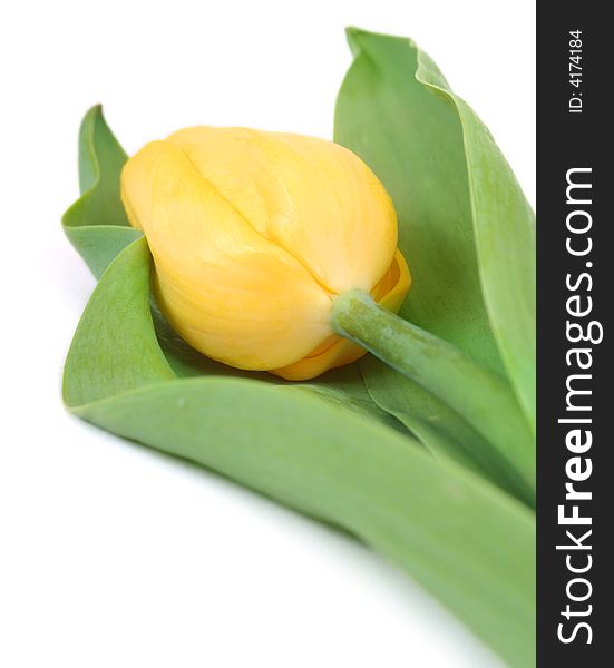 Yellow tulips isolated on white background