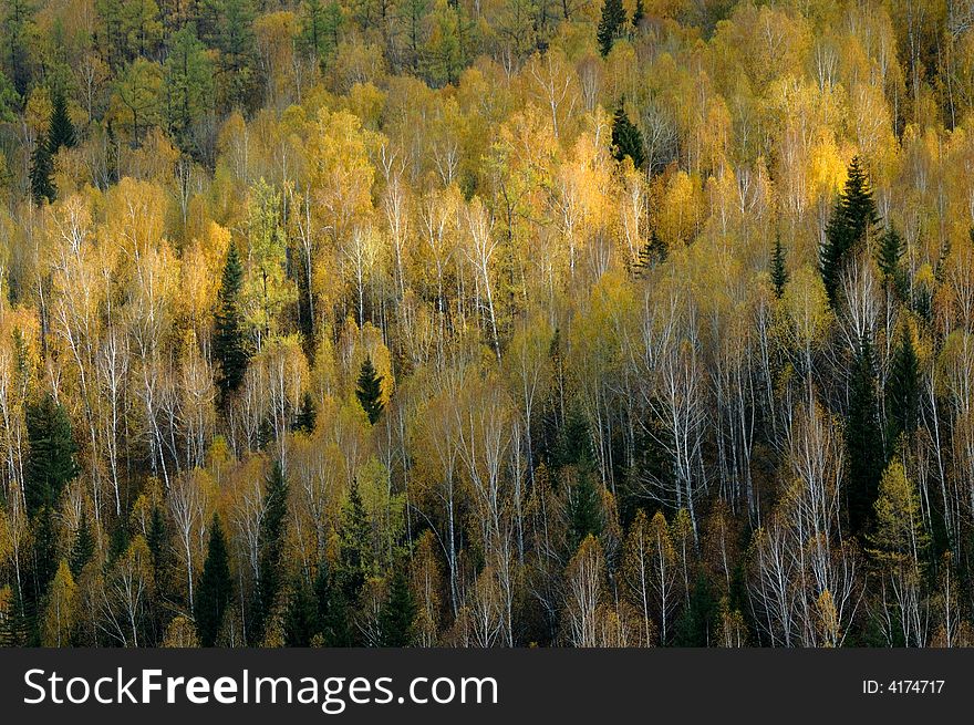 Birch forest nearby the way from Kanas to Hemu. 
Northern Xinjiang, China.