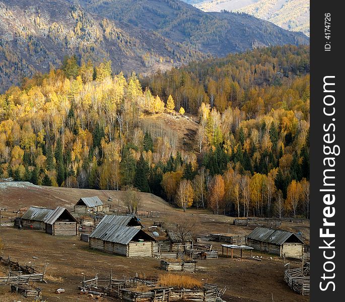 It is a small Village on the way from Kanas to Hemu, which is surrounded by the birch forest on the mountain. 
Northern Xinjiang, China. It is a small Village on the way from Kanas to Hemu, which is surrounded by the birch forest on the mountain. 
Northern Xinjiang, China.