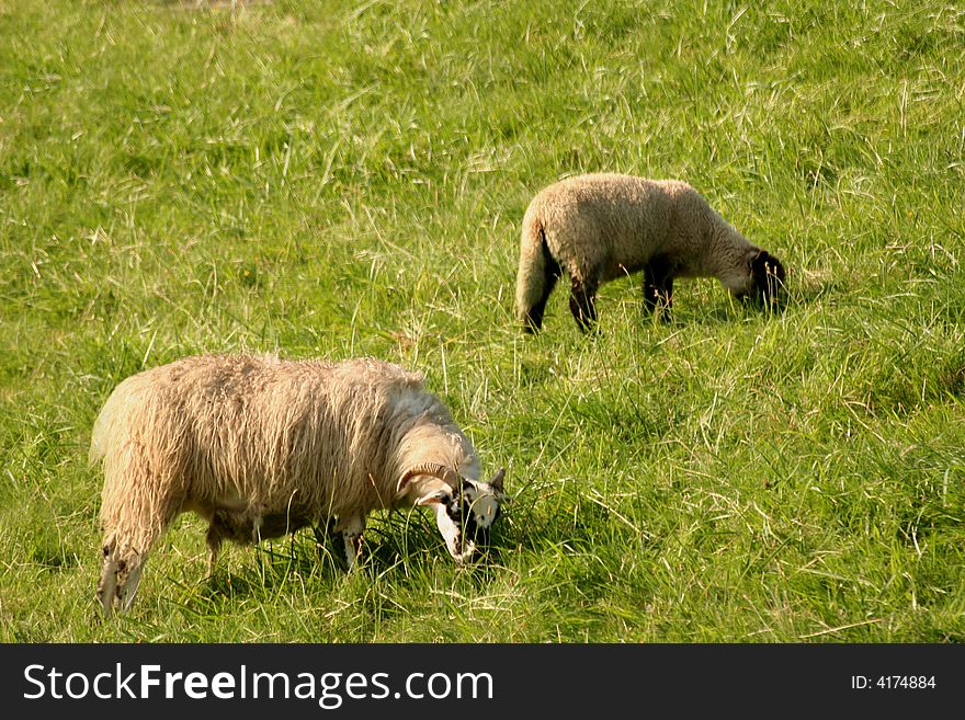 Sheeps on a hill near Hamburg.