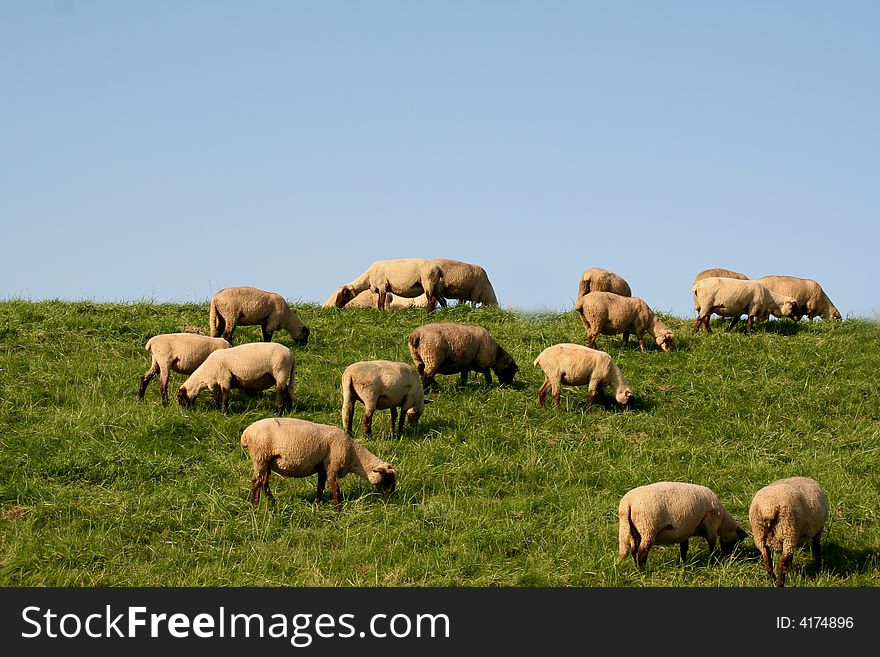 Sheeps on a hill near Hamburg.