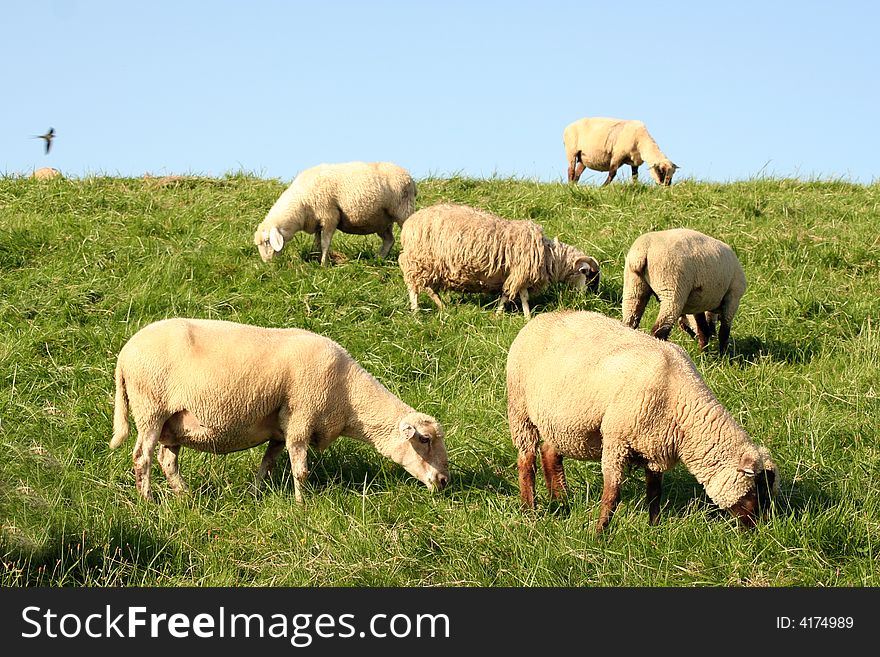 Sheeps on a hill near Hamburg.