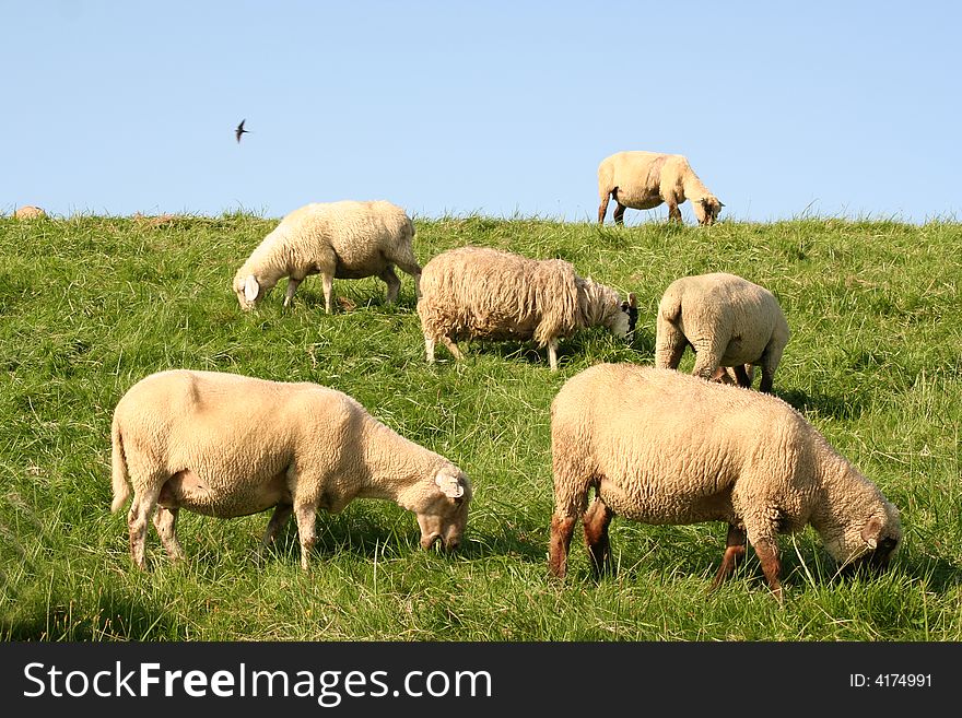 Sheeps on a hill near Hamburg.