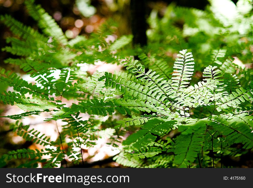 Ferns on Forest Floor