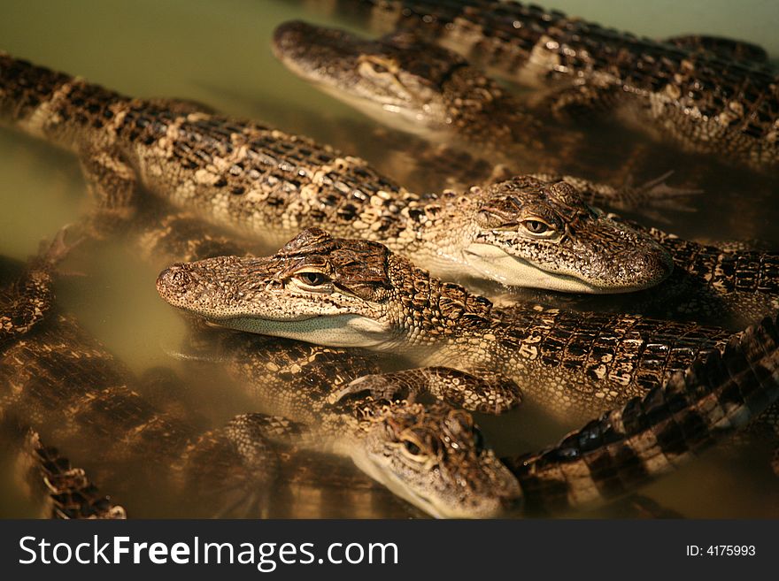 Alligators babies in the water. Alligators babies in the water