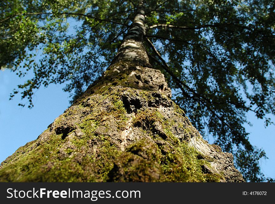 A birch tree is aspiring to the blue sky. The bark at the foot of the tree is covered with emerald-green moss. A birch tree is aspiring to the blue sky. The bark at the foot of the tree is covered with emerald-green moss.