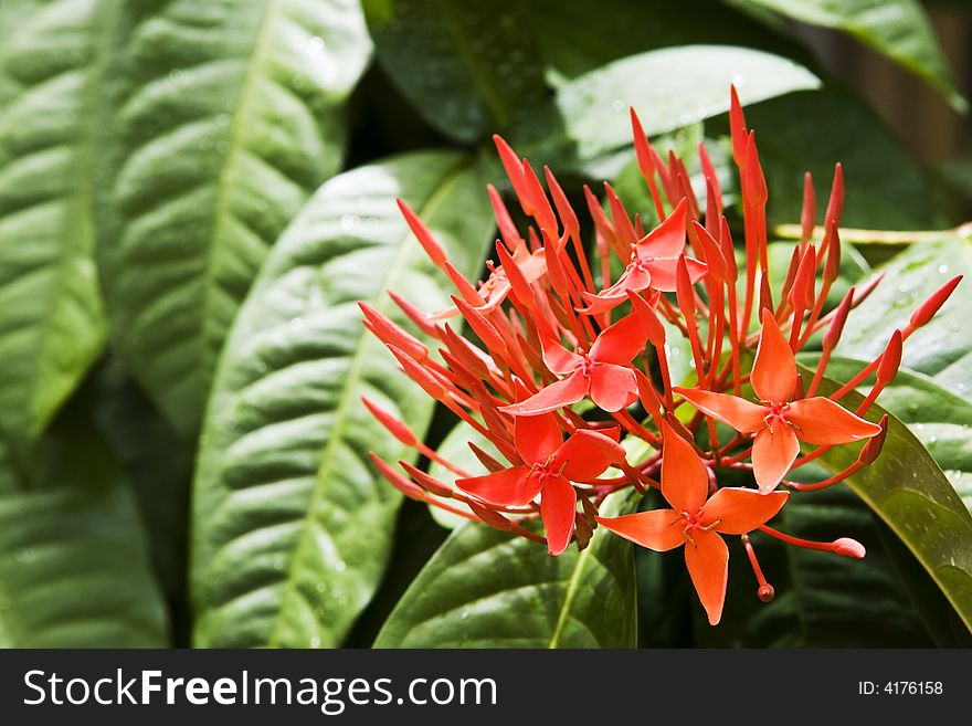 Red tropical flower on background of green leaves