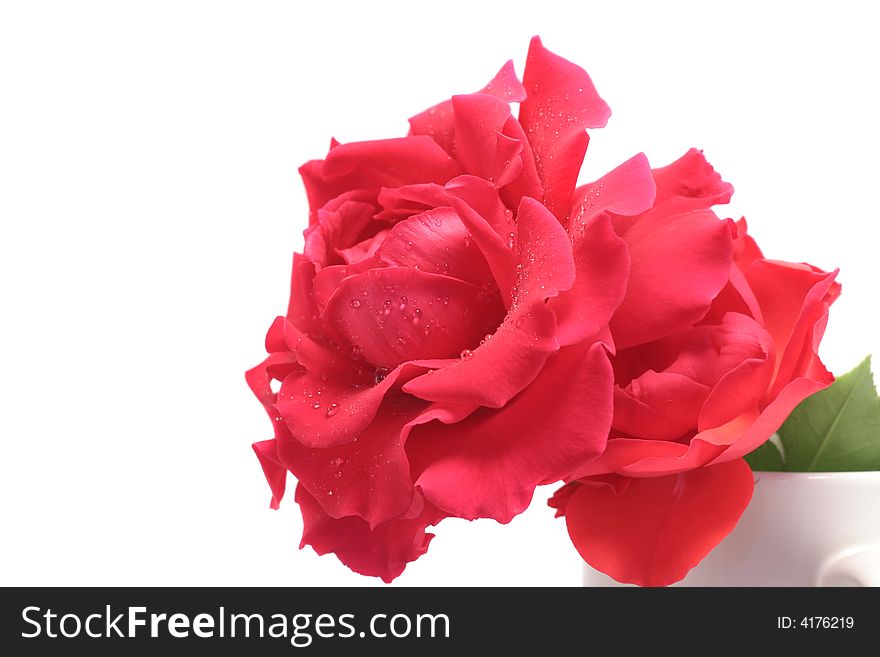 Red Rose in a Jar isolated on white