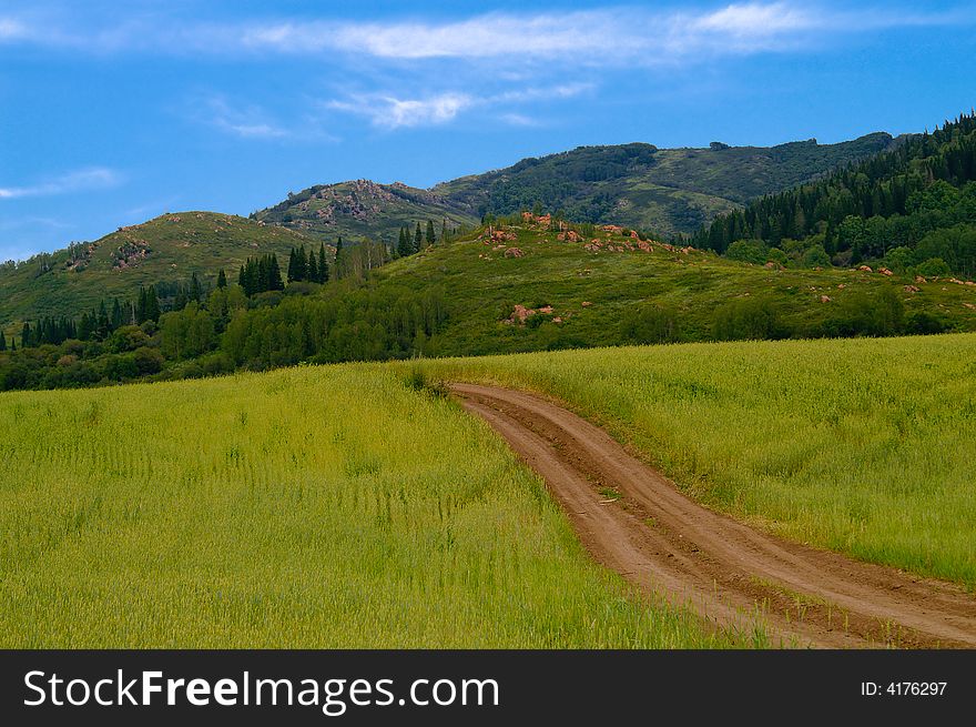 Wheat between mountains and road. Wheat between mountains and road