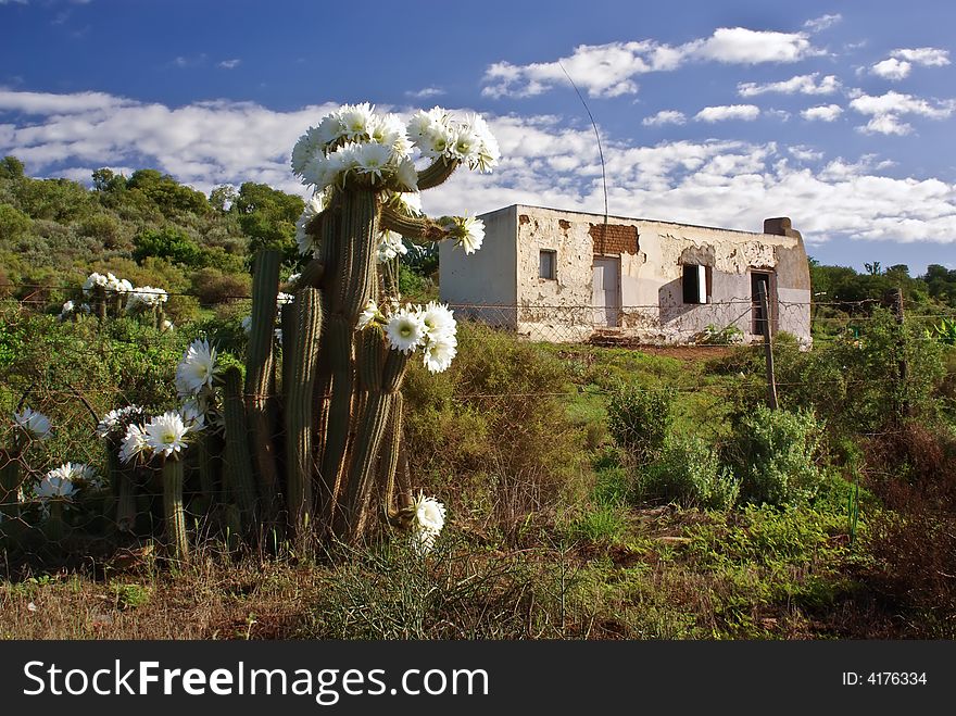 Flowering Cactus Against Desolate Country House