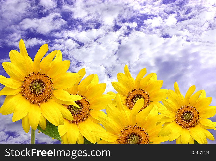 Sunflowers against a blue sky and white clouds. Sunflowers against a blue sky and white clouds