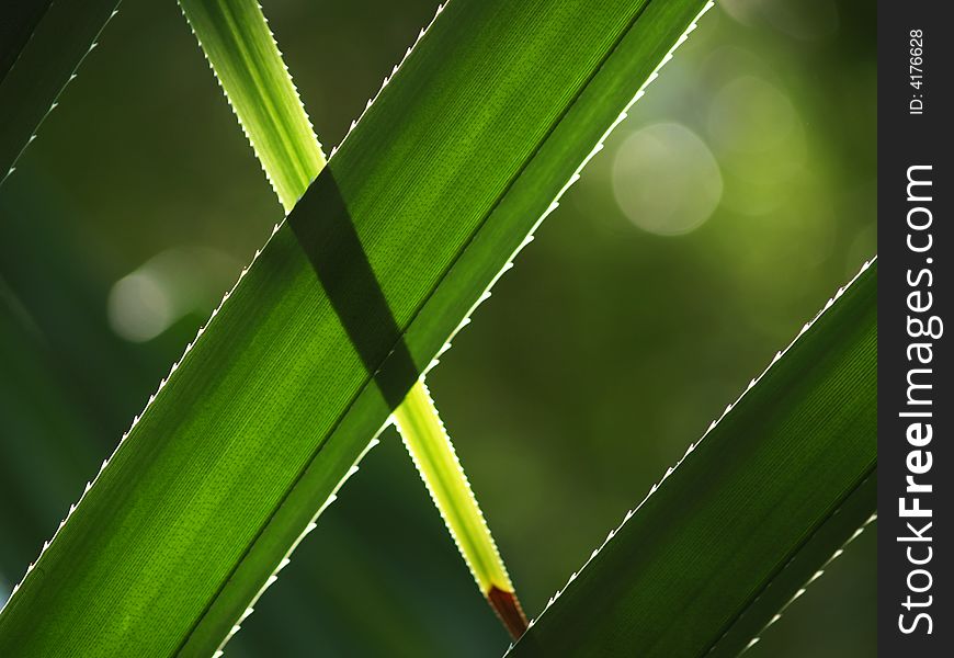 Greens And Thorns