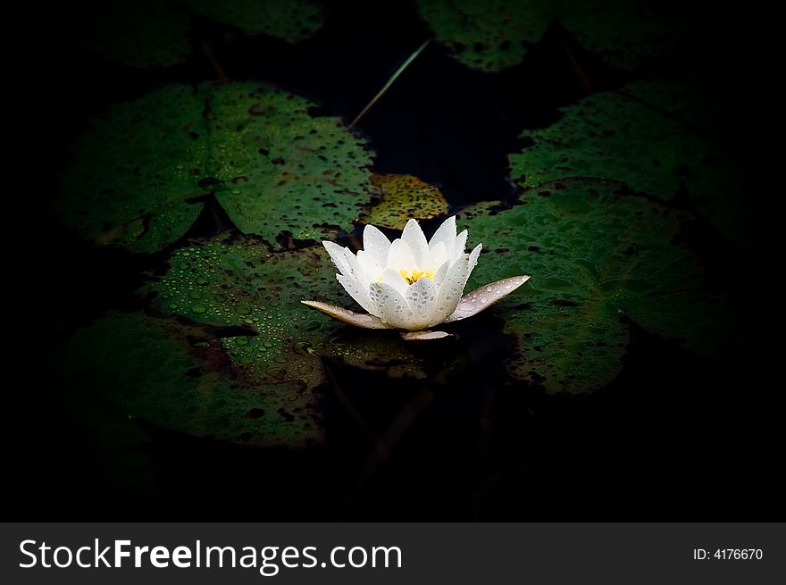 Photo in lens vignetting of a white waterlily