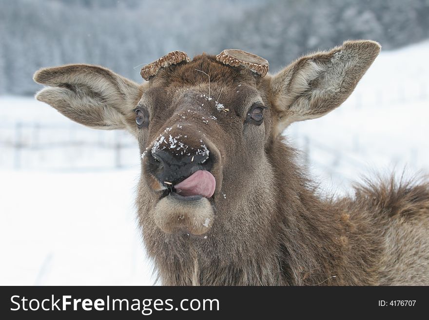 Maral has no horn. Deer in winter. Kazakhstan. Maral has no horn. Deer in winter. Kazakhstan