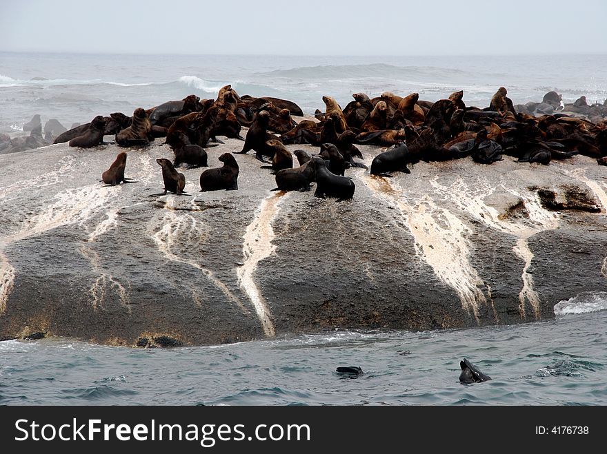 Colony of wild fur seals on the rock in Atlantic ocean. Colony of wild fur seals on the rock in Atlantic ocean