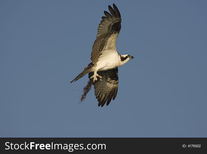 Osprey in flight with nesting material