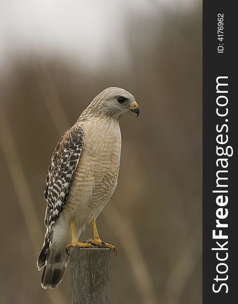 Red-shouldered Hawk perched on a fence post