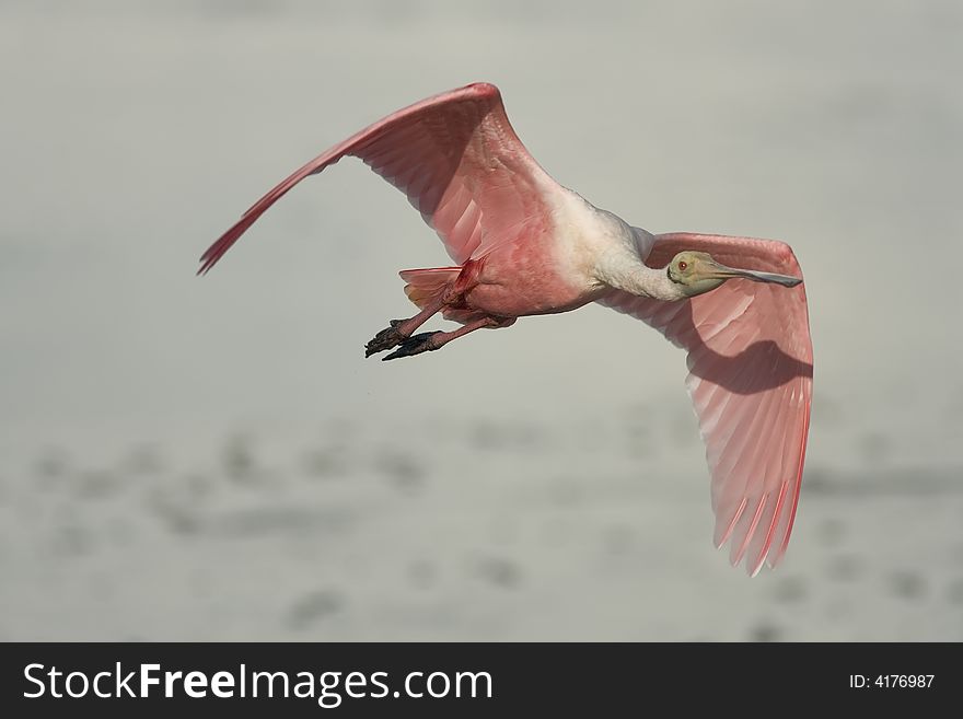 A Roseate Spoonbill flying across the lake. A Roseate Spoonbill flying across the lake