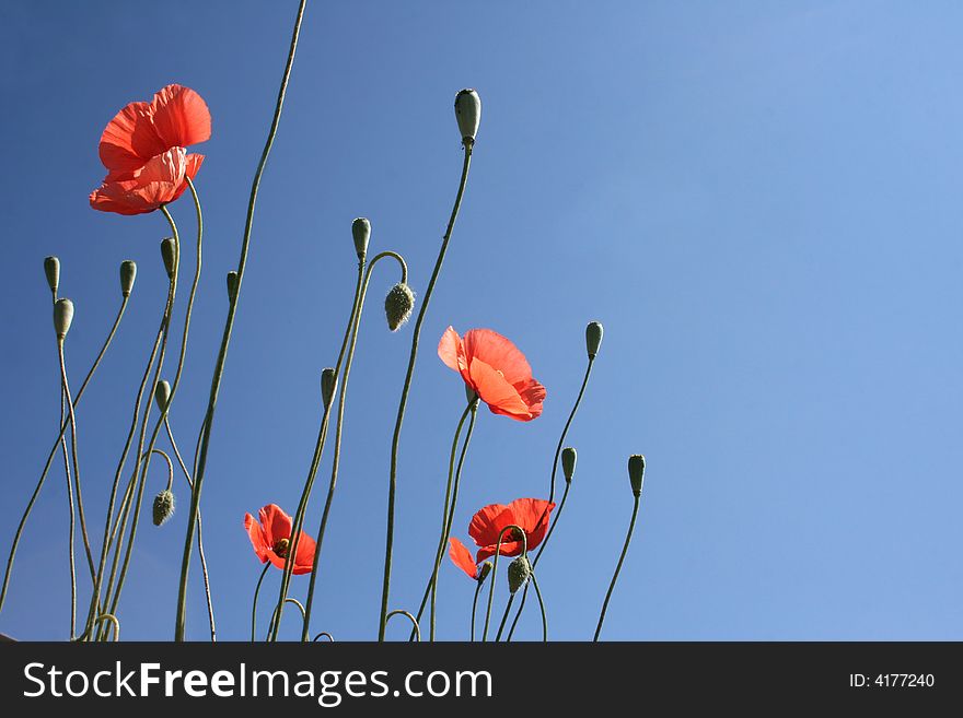 Red blossoms in front of a blue sky. Red blossoms in front of a blue sky