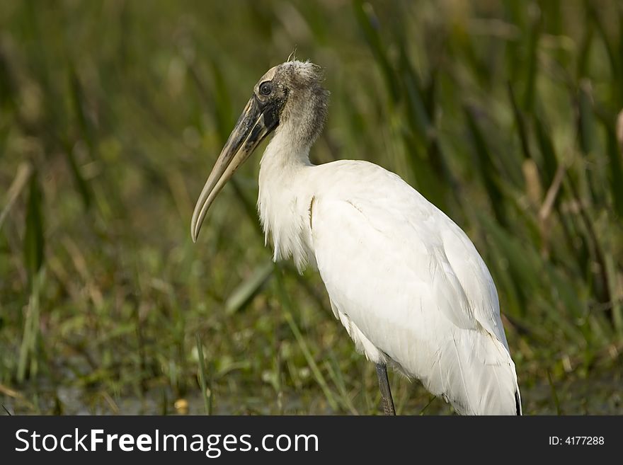 Young Wood Stork at rest
