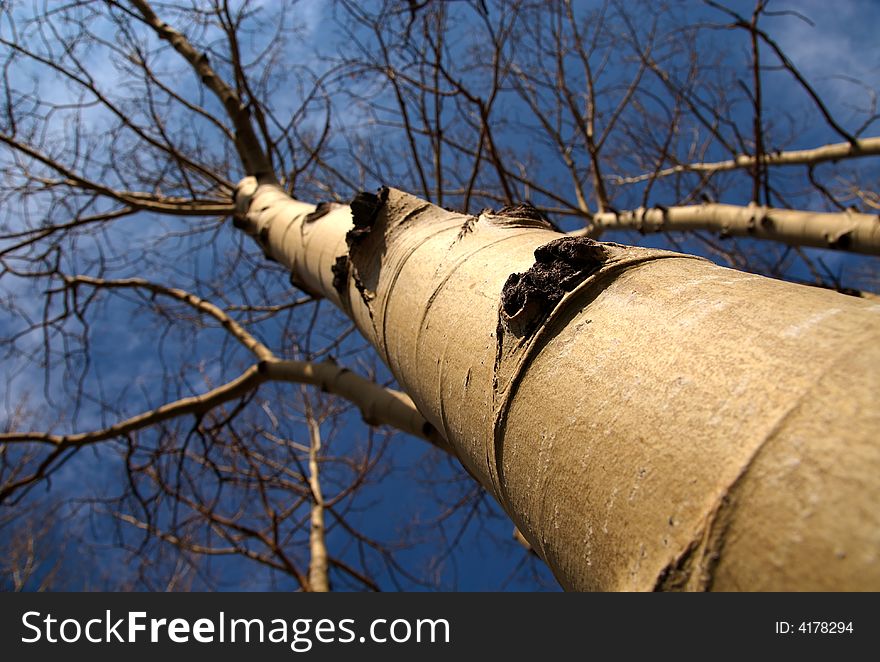 A white birch tree from a low perspective.