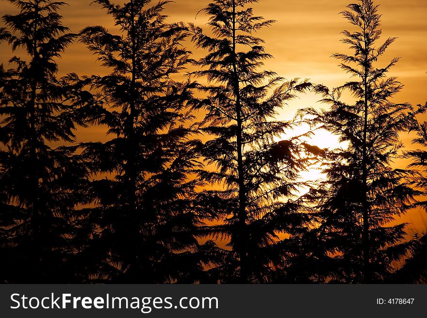 Pinetree silhouettes against the setting sun