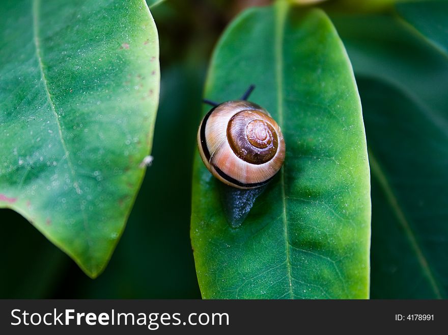 Close-up Nature