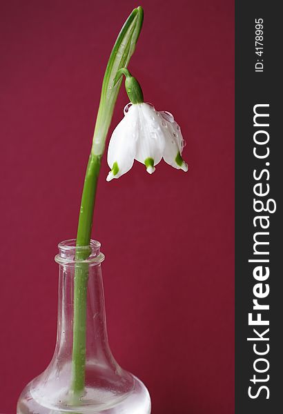 Leucojum flower on red background, close-up