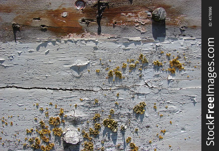 Peeling paint and lichen on old boards