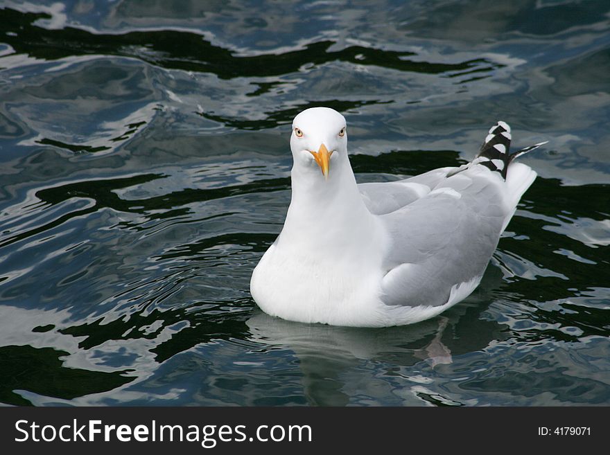 Pigeon sat on the sea