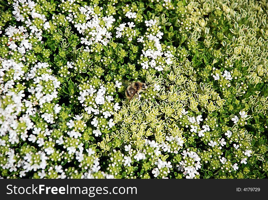 Tiny white and green flowers and leaves on a ground cover. Tiny white and green flowers and leaves on a ground cover