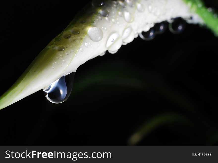 Water Droplets On Peace Lily