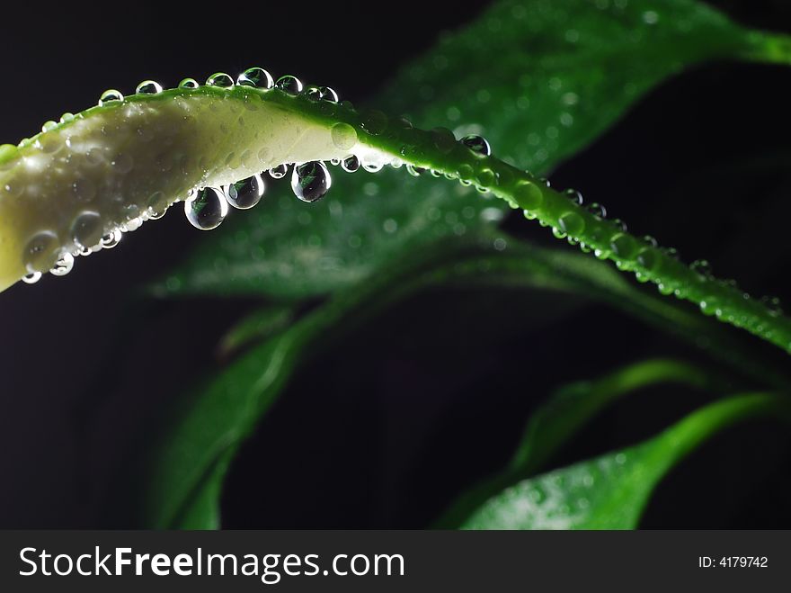 Water droplets on a peace Lily with dark background. Water droplets on a peace Lily with dark background.