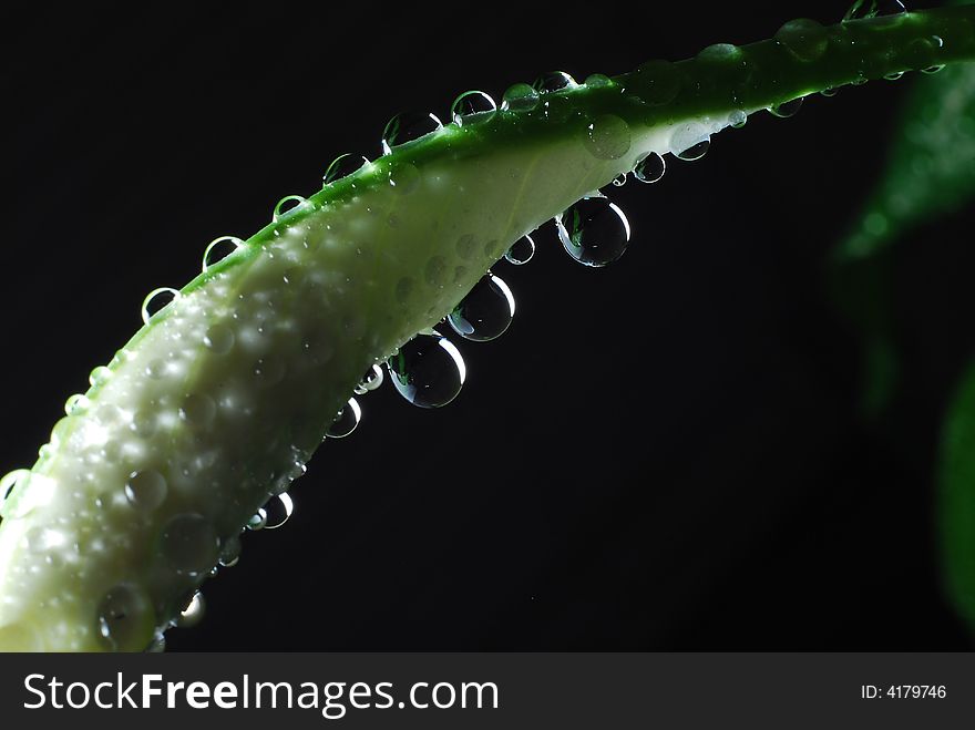 Water droplets on a peace Lily with dark background. Water droplets on a peace Lily with dark background.