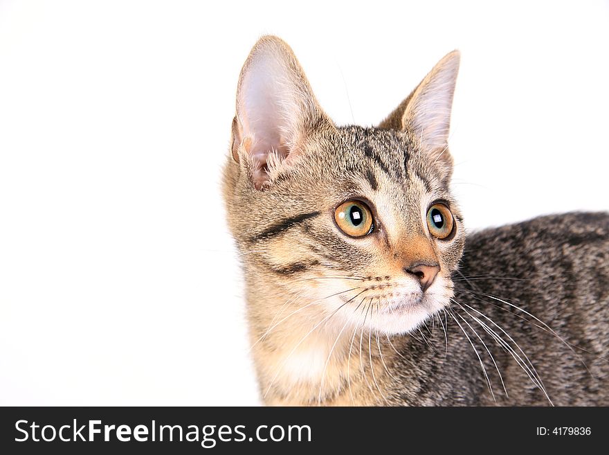 Young kitten isolated on white background looking right. Young kitten isolated on white background looking right